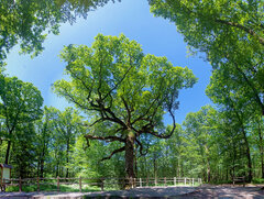 foret broceliande arbre.jpg